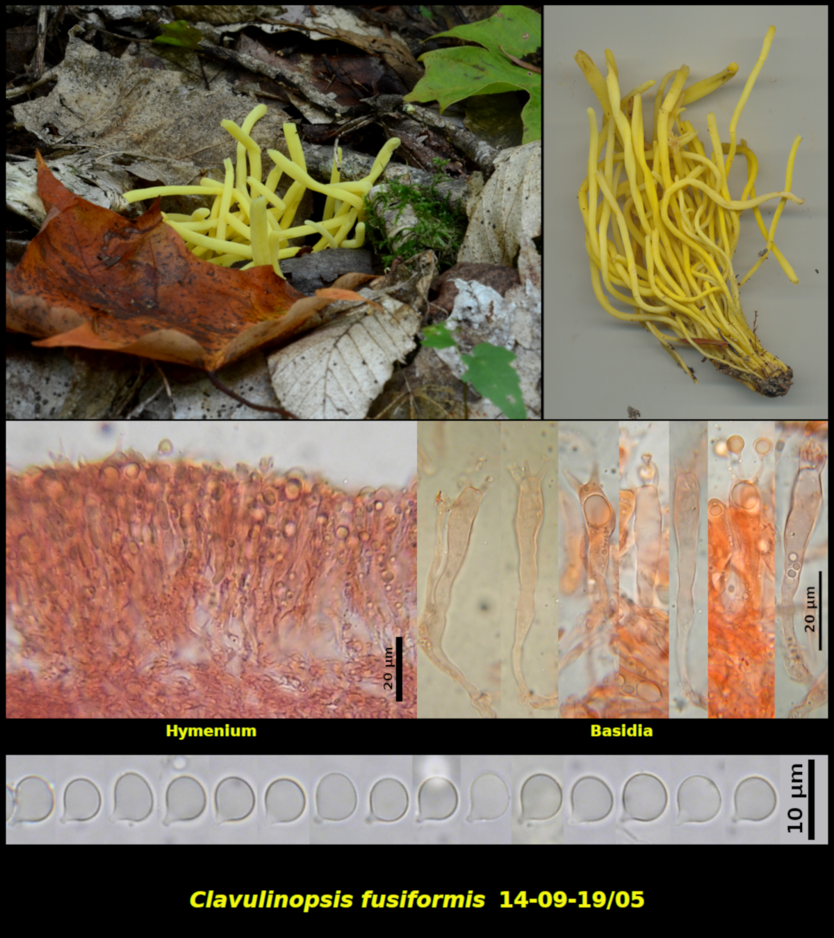 Picture of <i>Clavulinopsis_fusiformis</i>